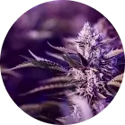 Cannabis